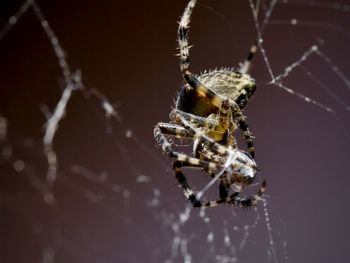 Spider web and spider