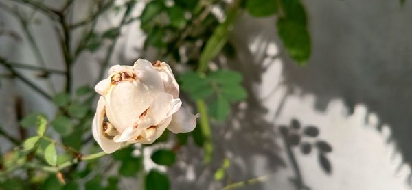 Close-up of white flowering plant