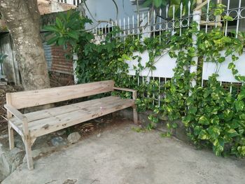 Empty bench against plants in yard