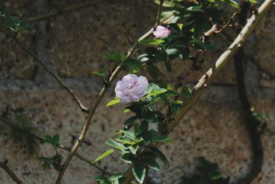 Close-up of pink flowers blooming outdoors