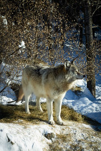 animal
