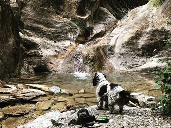 View of dog on rock by stream
