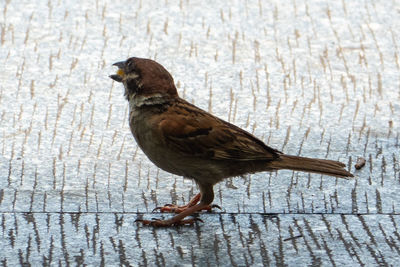 Close-up of bird perching on wood