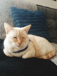 Close-up of cat resting on sofa