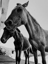 Close-up of a horse