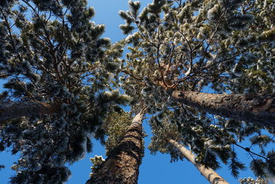 Low angle view of trees against sky