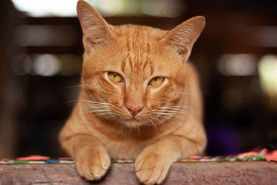 Close-up portrait of tabby cat