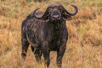 Buffalo at the maasai mara national reserve park in narok county rift valley in kenya east africa