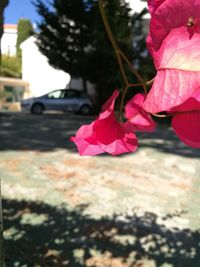 Close-up of pink flower on street