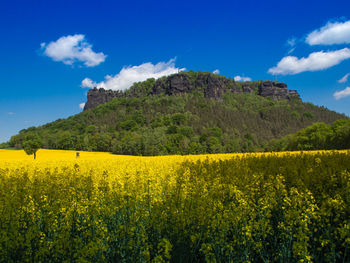 Scenic view of oilseed rape field against blue sky