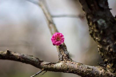 Close-up of flower on tree