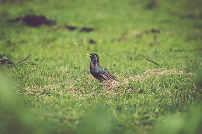 Bird perching on field
