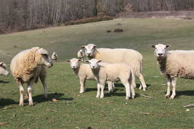 Sheep standing in a field