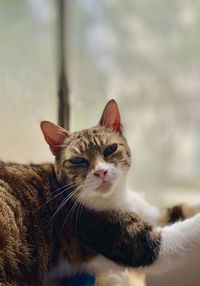 Close-up portrait of tabby cat