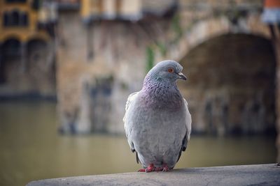 Close-up of bird perching on retaining wall