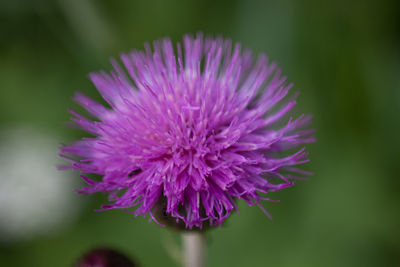 Close-up of purple flowering plant