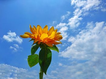 Low angle view of yellow flowering plant against sky