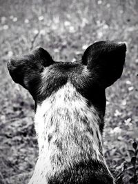Close-up of goat on field