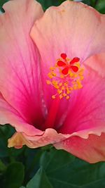 Close-up of pink hibiscus flower