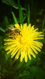 Close-up of bee on yellow flower