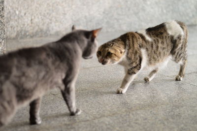 Cat standing on street cat fighting another