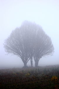 Scenic view of field in foggy weather