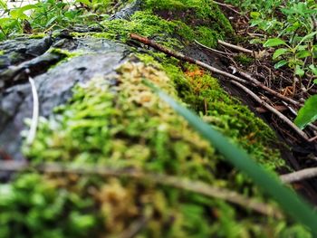 Full frame shot of tree trunk