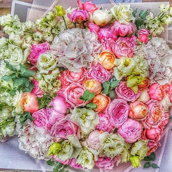 High angle view of pink roses on plant