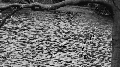 View of turtle swimming in sea