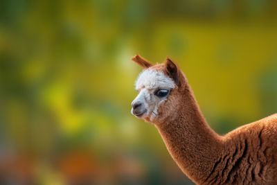 Side view of an animal looking away