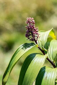 Close-up of purple flowering plant