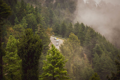 High angle view of pine trees in forest