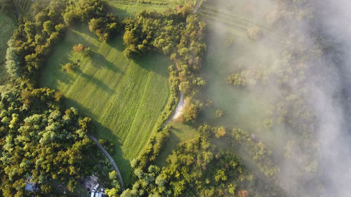 High angle view of trees on land