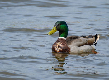 Mallard duck swimming on lake