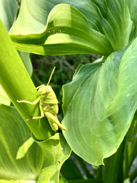 Close-up of insect on leaves