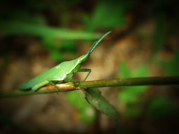 Close-up of insect on plant