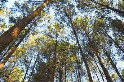 Low angle view of trees in forest against sky