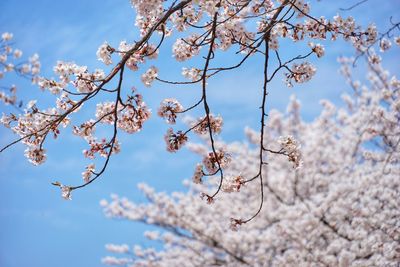 Close-up of cherry blossom against sky