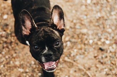 Close-up portrait of a dog