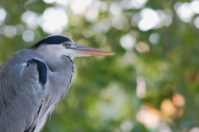 Close-up of a bird