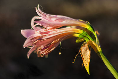 Close-up of flower against blurred background