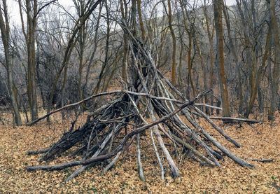 Bare trees in forest