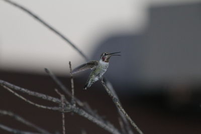 Close-up of grasshopper