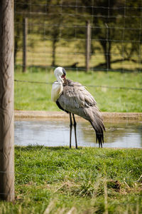 Crane bird at zoo near pond