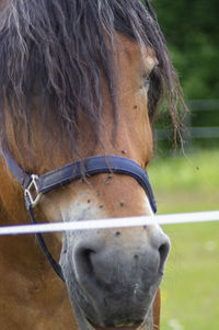 Close-up of horse in field