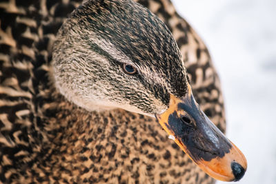 Close-up of a bird