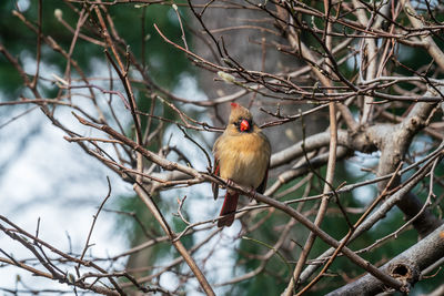 Bird perching on branch