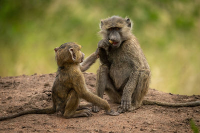 Monkeys sitting on land