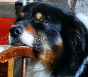 Close-up of dog looking away