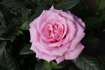 Close-up of pink rose